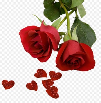 Best Roses Screensaver Wallpaper - Rose Photos 