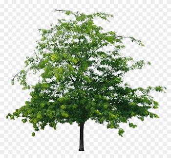 Best Tree Clipart Png Image - Tree Png File Hd