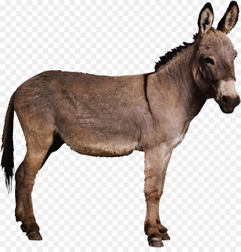 Bethlehem Donkey Foal Colt Palm Sunday - Brown donkey 