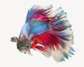 Betta fish collage element psd | Free PSD - rawpixel