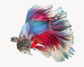 Betta fish image, isolated on white | Free Photo - rawpixel
