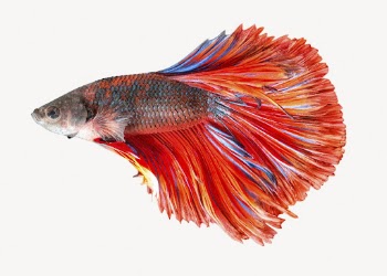 Betta fish isolated on white, | Free PSD - rawpixel