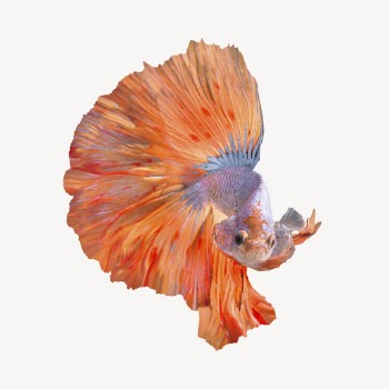 Betta fish isolated on white, | Free PSD - rawpixel