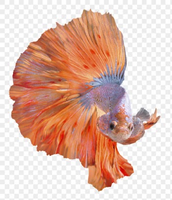 Betta fish png clipart, transparent | Free PNG - rawpixel