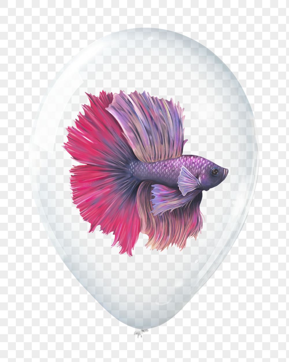 Betta fish png sticker, animal | Free PNG - rawpixel