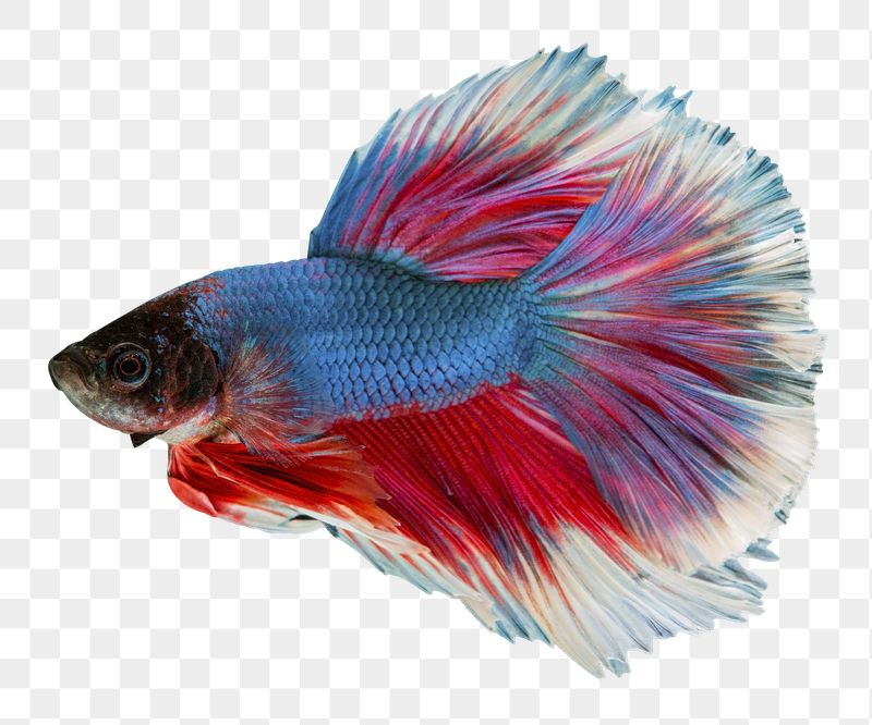 Betta fish png sticker, animal | Free PNG - rawpixel