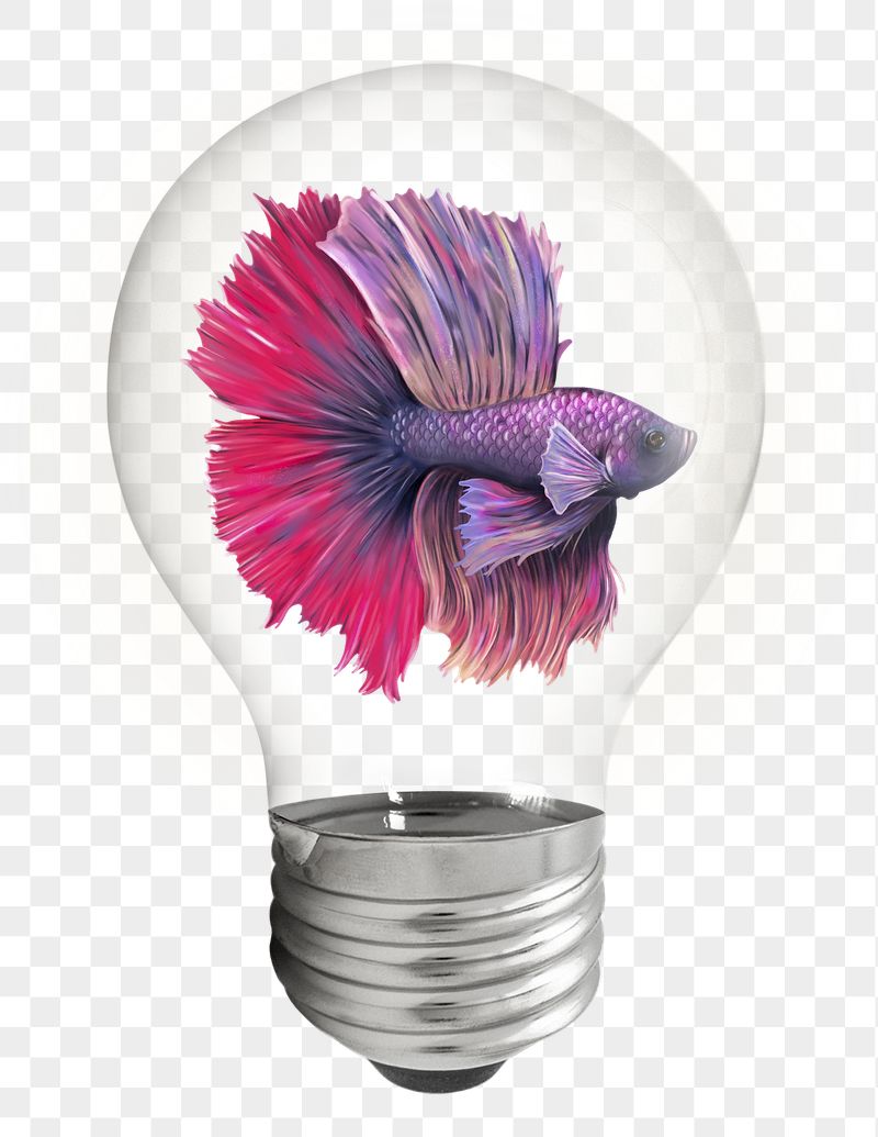 Betta fish png sticker, light | Free PNG - rawpixel