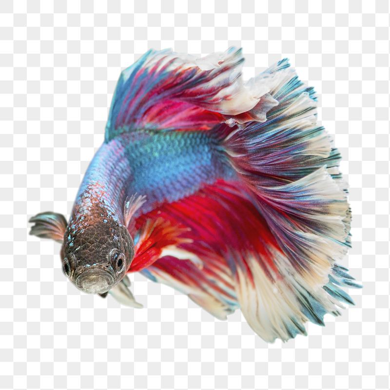 Betta fish png sticker, transparent | Free PNG - rawpixel