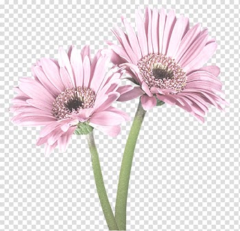 Betty Boop, Celebration flowers floral pattern transparent background PNG clipart