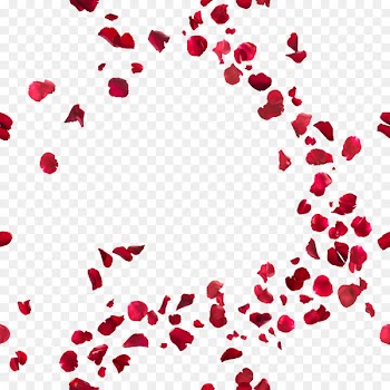 Beverly Hills T-shirt Se fossi qui con me questa sera Luragano di un batter dali Stock photography - Rose petal 