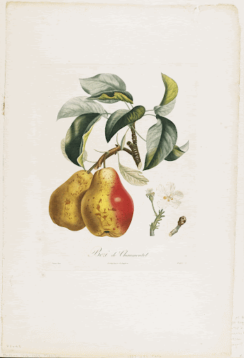 Bezi de Chaumontel (Pears), from Traite | Free Photo - rawpixel