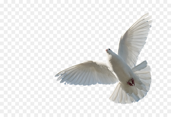 Bible, Bird, Wing, transparent png image & clipart free download