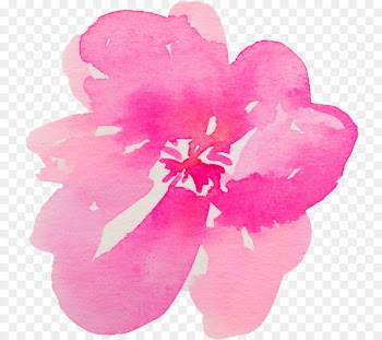 Bible, Epistle To The Hebrews, Hebrews 10, Petal, Pink PNG