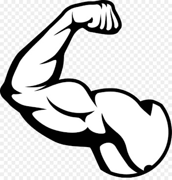 Biceps Arm Muscle - muscle 