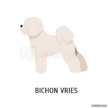 Bichon Frise