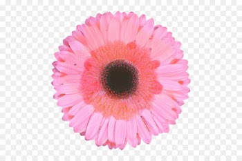 Bicycle Cranks, Sram Corporation, Rotor, Gerbera, Pink PNG