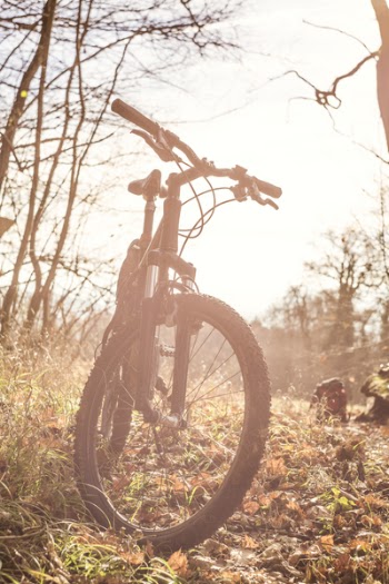 Bicycle Near Bear Tree