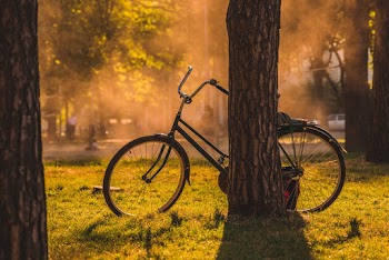 Bicycle Near Tree