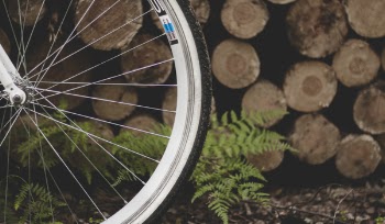 Bicycle Tire Near Fern Plant and Pile of Wood Logs