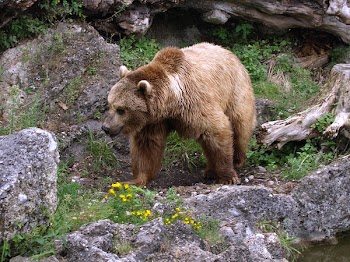 big bear.jpg