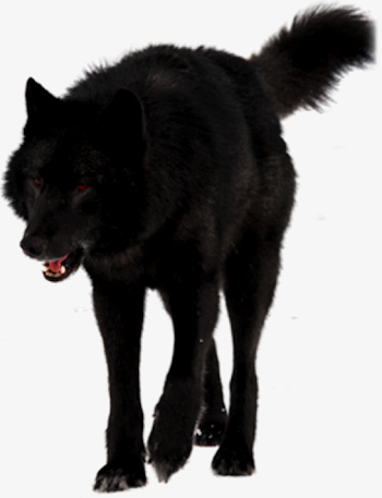 Big Black Wolf, Wolf Clipart, Black, Real PNG Transparent Image ...