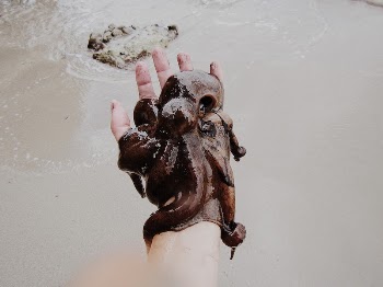 Big brown octopus on hand | Free Photo - rawpixel
