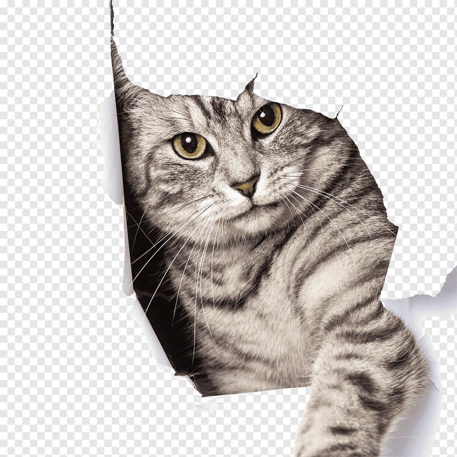 Big cat Kitten Dog Pet door, Pet cat, silver tabby cat in hole, game, child, mammal png