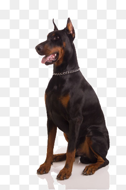 Big Dog PNG HD Transparent Big Dog HD.PNG Images. | PlusPNG