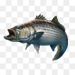Big Fish Png, Vector, PSD, and Clipart With Transparent Background ...