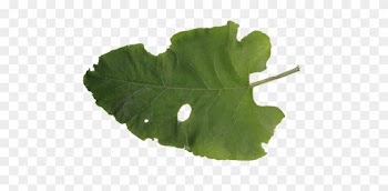 Big Green Damaged Burdock Leaf Autumn Eaten Old Bush - Eaten Leaf