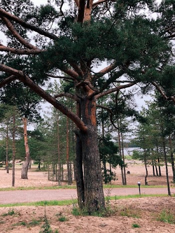 Big Green Tree