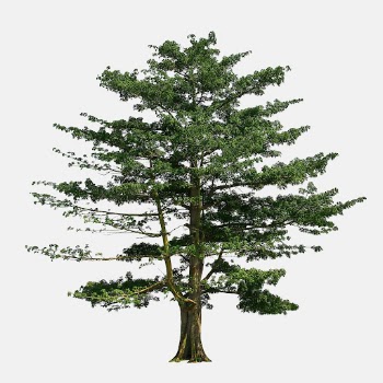 Big green tree, nature background | Free Photo - rawpixel