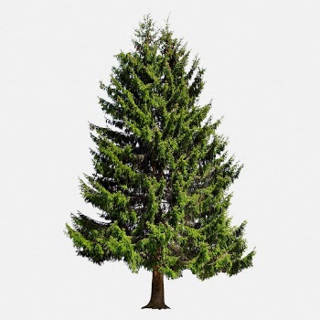 Big green tree, nature background | Free Photo - rawpixel