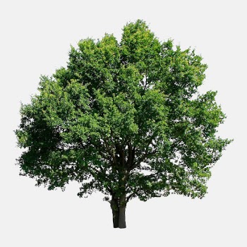 Big green tree, nature background | Free Photo - rawpixel