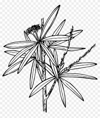 Big Image - Curl Leaf Mountain Mahogany Drawing