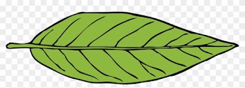 Big Image - Lanceolate Leaf