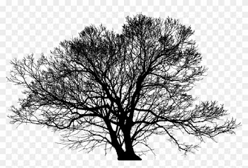 Big Image - Trees Silhouette Png