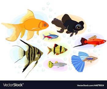 big isolated collection of various aquarium fishes