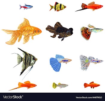big isolated collection of various aquarium fishes