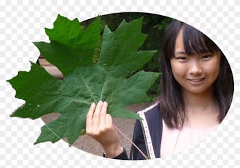 Big Leaf Maple Books2 Copy - Big Leaf Maple Leaf