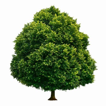 Big lush tree, nature background | Free Photo - rawpixel