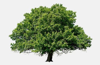 Big lush tree, nature background | Free Photo - rawpixel
