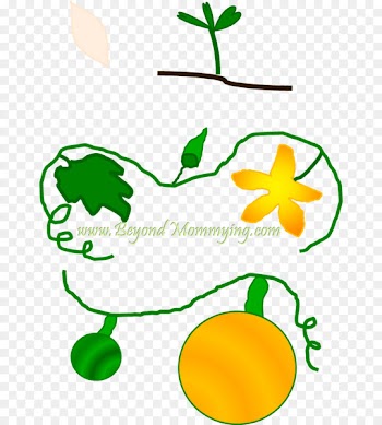 Big Pumpkin Book School Flower - flower life cycle 