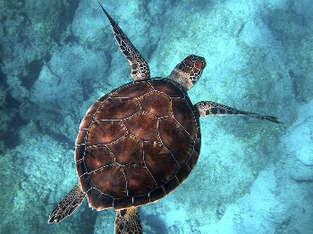 Big sea turtle swimming through the ocean | Free Photo - rawpixel