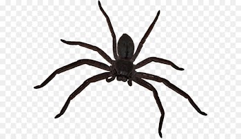 Big spider 