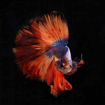 Big tail. Original public domain | Free Photo - rawpixel