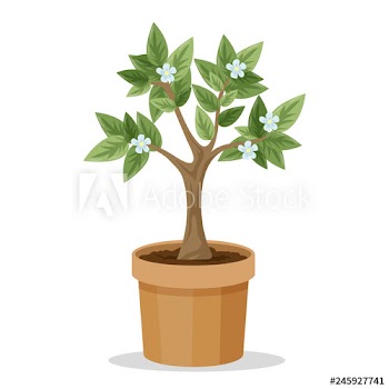 Big tree plant in the pot