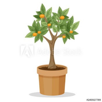 Big tree plant in the pot