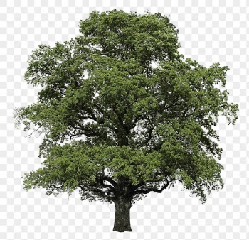 Big tree png, nature sticker | Free PNG - rawpixel