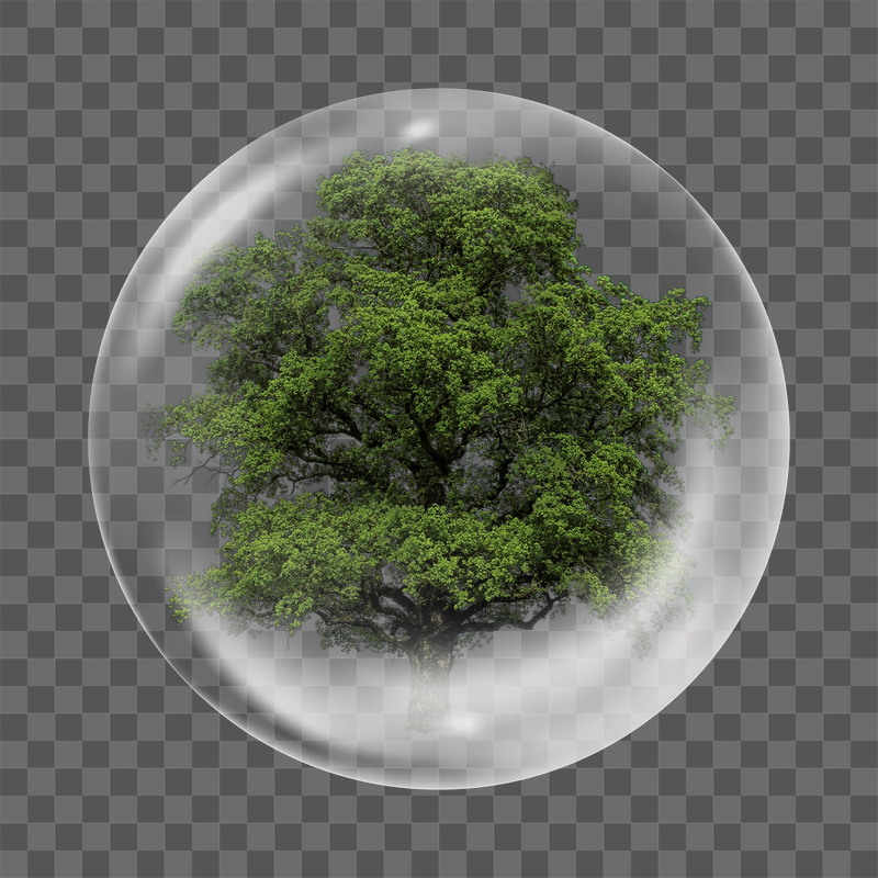 Big tree png sticker,  | Free PNG - rawpixel